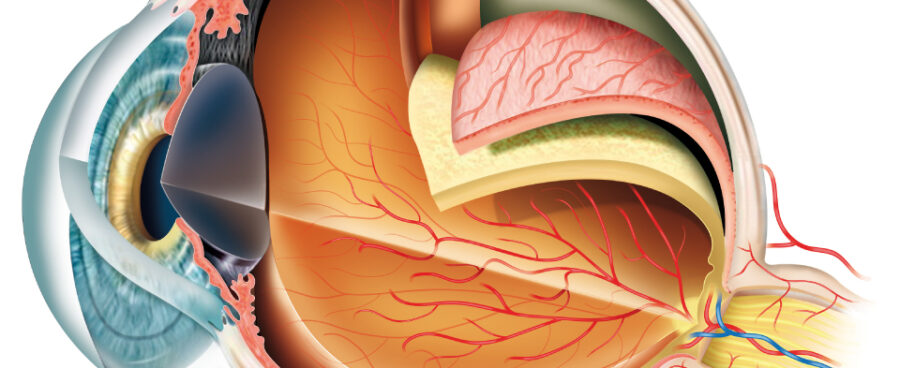 human eye